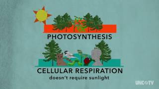 Plant Respiration  Sci NC  PBS North Carolina [upl. by Annayoj]