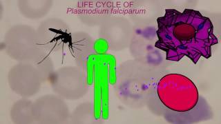 MALARIA LIFE CYCLE Plasmodium falciparum [upl. by Dacey648]