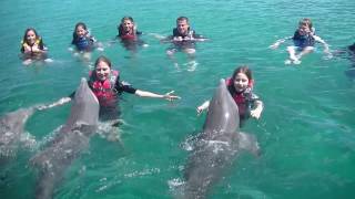 Swimming with Dolphins Nassau Bahamas [upl. by Kerad]