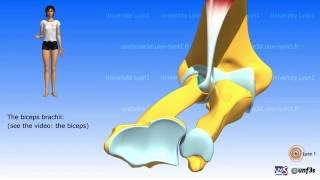 Pronationsupination The muscles [upl. by Atinrev]