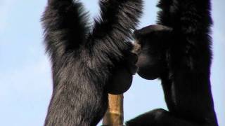 Zoo View Siamang GibbonCincinnati Zoo [upl. by Keavy661]