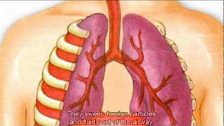 The Respiratory System [upl. by Letty]