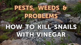 How to Kill Snails With Vinegar [upl. by Naruq919]