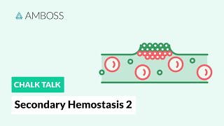 Secondary Hemostasis  Part 2 CellBased Model of Coagulation [upl. by Yenruoj]