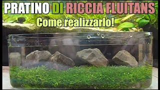 Come creare pratino acquario riccia fluitans muschio moss pellia how to setup lawn in the aquarium [upl. by Einomrah667]