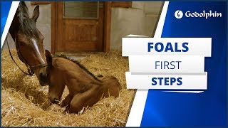 A foal’s first steps [upl. by Netti]