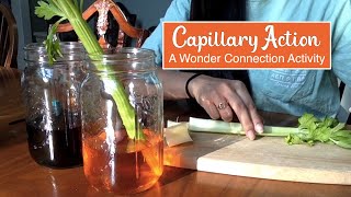 Capillary Action [upl. by Hereld]