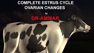 ESTRUS CYCLE IN COW [upl. by Blynn]