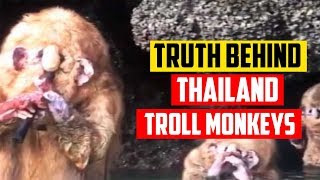 What Are They Thailand Troll Monkeys Explained [upl. by Desmund]