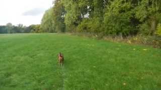 Epileptischer Anfall beim Gassigehen  Epileptic seizure during a dog walk [upl. by Burnsed96]