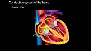 Conduction system of the heart [upl. by Buchalter]