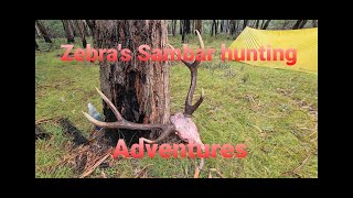 Sambar deer hunting unbelievable footage of stag Vs dingo [upl. by Paget]