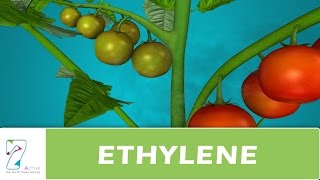 ETHYLENE [upl. by Iong]