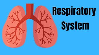 Respiratory System Basics [upl. by Nilyac]