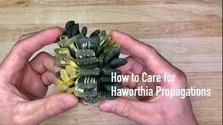 How to Care for Haworthia Propagations [upl. by Traggat108]