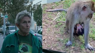 macaque monkeys tortured at the Eunice Shriver Lab University of Washington [upl. by Nnayelsel206]