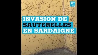 Invasion de sauterelles en Sardaigne [upl. by Dygal]