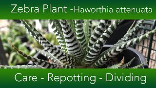 How to Grow The Zebra Plant Succulent  Haworthia attenuata Varieties and Propagation [upl. by Ryley]