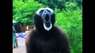 The screaming gibbon [upl. by Etak]