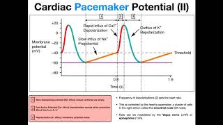 The Pacemaker Potential EXPLAINED [upl. by Yerffej]