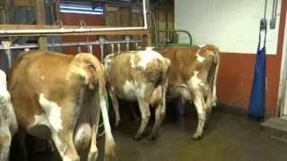 Old Silvana Creamery raw milk dairy Silvana Washington part 1 [upl. by Bethel]