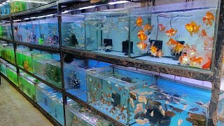 Aqua Planet Aquarium Fish Shop [upl. by Armmat289]