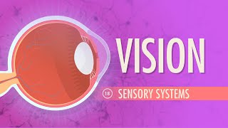 Anatomy and Physiology of the Lens  Ophthalmology [upl. by Nnawaj216]