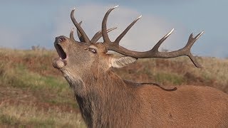 Red Deer Stag Bellowing  Bradgate Park  201810 [upl. by Etyam]