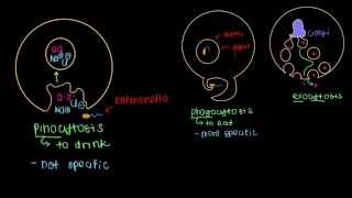 Endocytosis and Exocytosis [upl. by Aihtnamas]