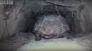 Attenborough The Wonders of Tortoise Tunnel  BBC [upl. by Eissirhc]