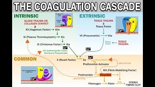 HEMOSTASISCOAGULATION CASCADE  IntrinsicExtrinsicCommon Pathways Amplification and Propagation [upl. by Llevol]