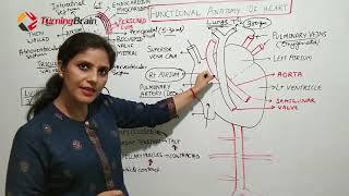 Heart anatomy Heart Sounds amp Conducting System of Heart [upl. by Crain]