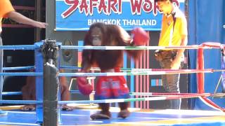 MONKEY KICKBOXING amp FUNNY SHOW BANGKOK THAILAND TRAVEL [upl. by Ecirehc]