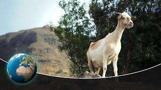 The Cape Verde Islands [upl. by Eiwoh934]