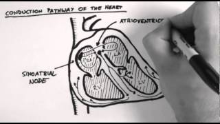 Conduction Pathway of the Heart [upl. by Thane]