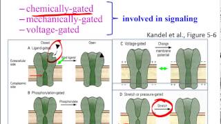 Ion Channel Types [upl. by Lizette]