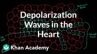 Depolarization waves flowing through the heart  NCLEXRN  Khan Academy [upl. by Velleman]