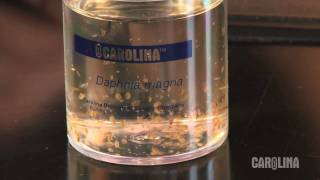 How to Care for Daphnia [upl. by Kroll694]