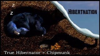 How does hibernation work  Sheena Lee Faherty [upl. by Ainorev]