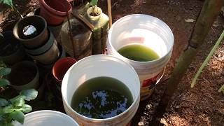 How to grow Green Water Algae [upl. by Newmark]