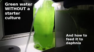 Green Water WITHOUT a Starter Culture  From Scratch  How To [upl. by Yrebmik]