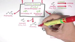 Starch Fermentation In the Digestive Tract [upl. by Berkie]