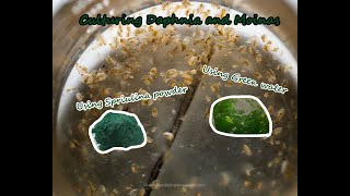 How To Culture Daphnia and Moinas using Green Water Spirulina powder [upl. by Leyla]