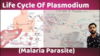 Life Cycle Of Plasmodium vivaxMalaria parasite [upl. by Andee]