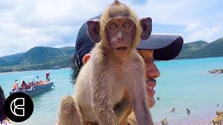 Thailand’s Monkey Island [upl. by Annotahs]