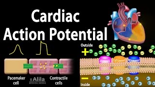 Cardiac Action Potential Animation [upl. by Darsie]