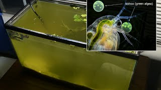 Raising Daphnia for the Freshwater Aquarium [upl. by Yarrum]