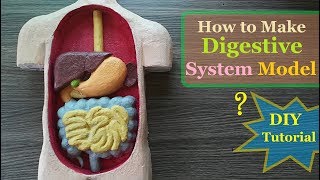 How to make Digestive System 3d Model [upl. by Mcclenaghan]