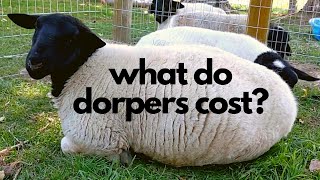 How Much Do Dorper Sheep Cost [upl. by Sirromad]