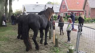 PAARDENMARKT ZUIDLAREN 2019 [upl. by Sudnor]